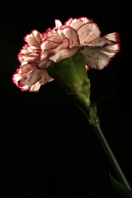 carnation-flower